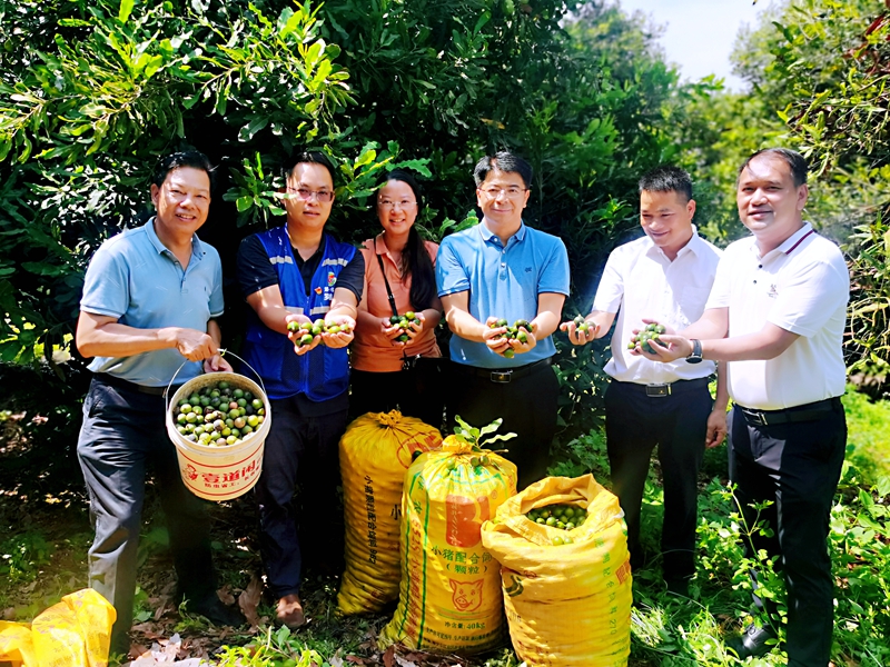 考察同良村夏威夷堅果種植情況.jpg